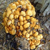 ������� ����� - 3 �����