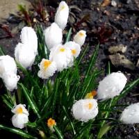 ����� ������ - 3 �����