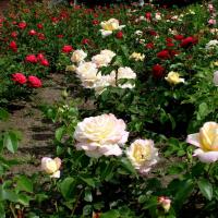 ����� ������ - 3 �����