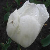 ������� - 1 �����